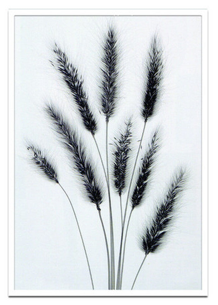 アートフレーム スティーブン・メイヤーズ Steven N.Meyers Hares Tail 630x930x30mm ISM-70059 bic-6942503s1の画像