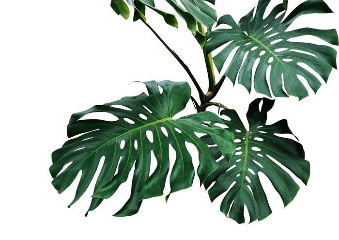 ポスターセット Poster Mysa A4用 3枚セット PMS-61914 bic-7894523s1の画像