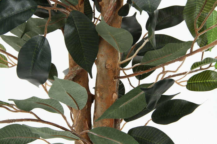 観葉植物 フィカス 690 A 19839 fj-52661の画像