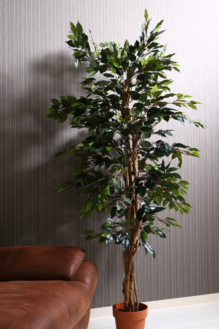 観葉植物 フィカス 1124 A 19840 fj-52662の画像