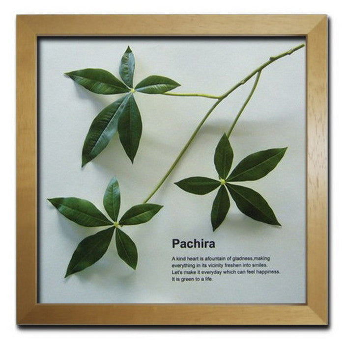 インテリアグリーンアート ForestDeco Pachira ナチュラル FD-2004 店舗 カフェ ラウンジ ロビー ホテル 法人 kar-3060944s3の画像