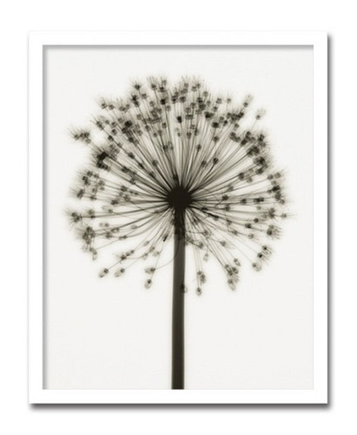 インテリアアート Steven N Meyers Allium ヒモ付 AS-11432 店舗 カフェ ラウンジ ロビー ホテル 法人 kar-3097201s1の画像