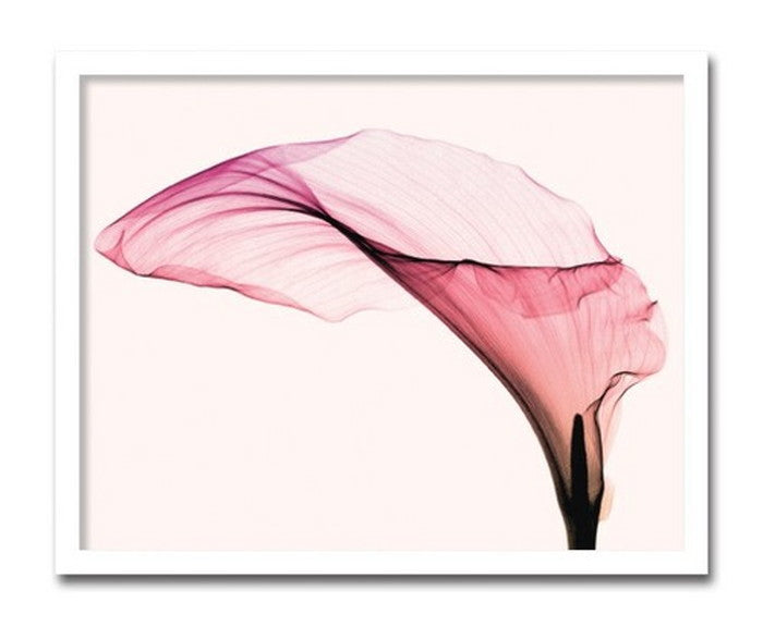 インテリアアート Steven N Meyers Giant Calla ヒモ付 AS-11394 店舗 カフェ ラウンジ ロビー ホテル 法人 kar-3097207s1の画像