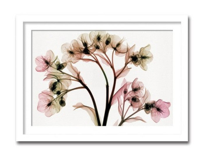 インテリアアート Steven N Meyers Hellebore II ヒモ付 AS-11400 店舗 カフェ ラウンジ ロビー ホテル 法人 kar-3097208s1の画像