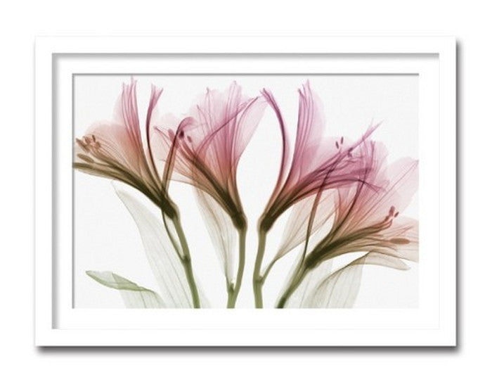 インテリアアート Steven N Meyers Alstomeria ヒモ付 AS-11401 店舗 カフェ ラウンジ ロビー ホテル 法人 kar-3097209s1の画像