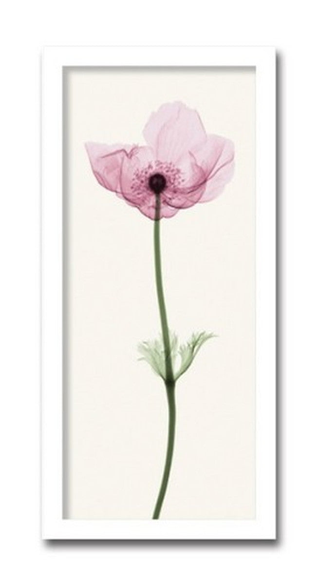 インテリアアート Steven N Meyers Anemone I ヒモ付 AS-11409 店舗 カフェ ラウンジ ロビー ホテル 法人 kar-3097212s1の画像