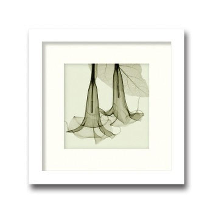 インテリアアート Steven N Meyers Datura small ヒモ付 AS-11364 店舗 カフェ ラウンジ ロビー ホテル 法人 kar-3097218s1の画像