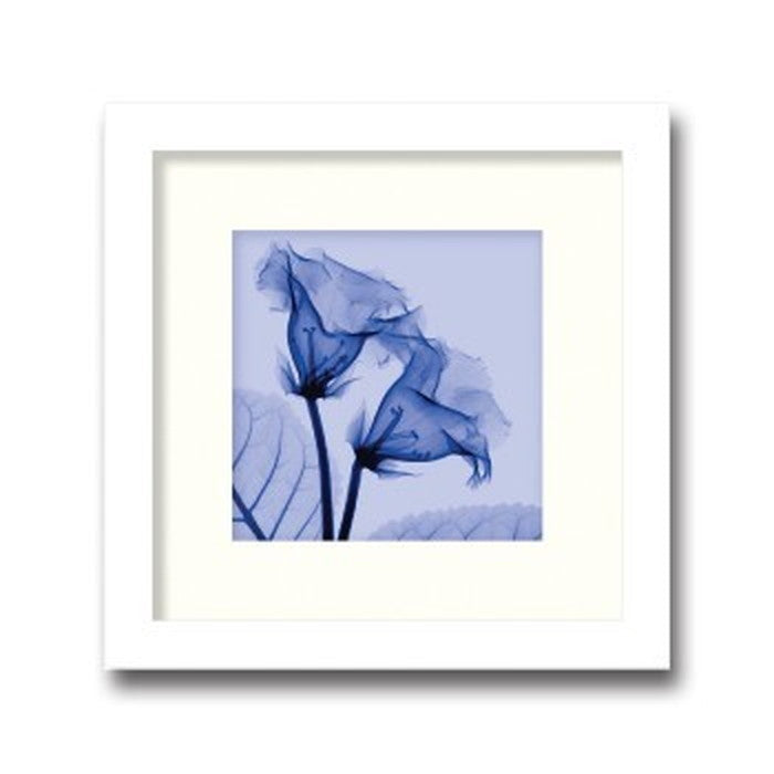 インテリアアート Steven N Meyers Gloxinia small ヒモ付 AS-11365 店舗 カフェ ラウンジ ロビー ホテル 法人 kar-3097219s1の画像