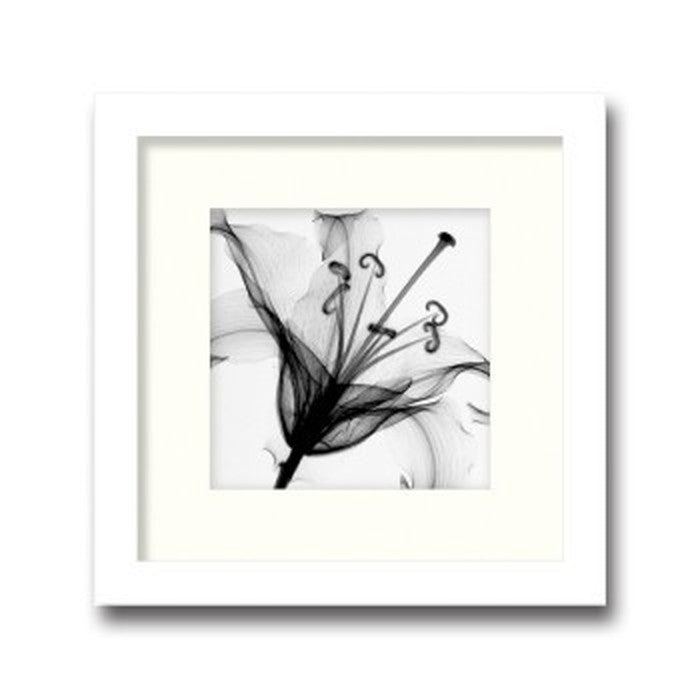 インテリアアート Steven N Meyers Lily Muscadet ヒモ付 AS-11373 店舗 カフェ ラウンジ ロビー ホテル 法人 kar-3097222s1の画像