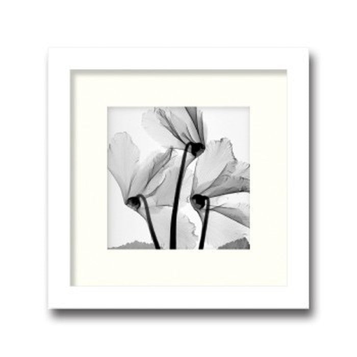 インテリアアート Steven N Meyers Cuclamen Study 1 ヒモ付 AS-11375 店舗 カフェ ラウンジ ロビー ホテル 法人 kar-3097223s1の画像