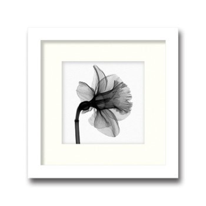 インテリアアート Steven N Meyers Daffodil ヒモ付 AS-11376 店舗 カフェ ラウンジ ロビー ホテル 法人 kar-3097224s1の画像