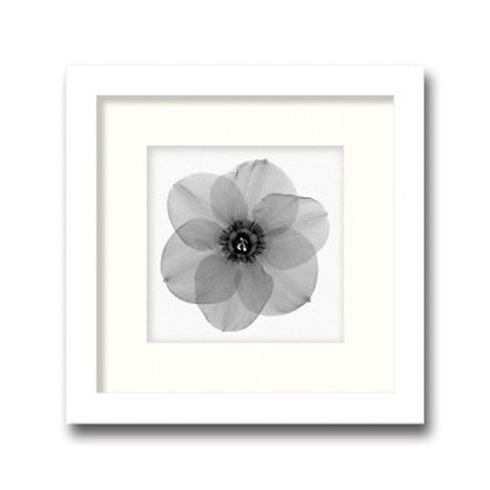 インテリアアート Steven N Meyers Daffodil #2 ヒモ付 AS-11378 店舗 カフェ ラウンジ ロビー ホテル 法人 kar-3097226s1の画像