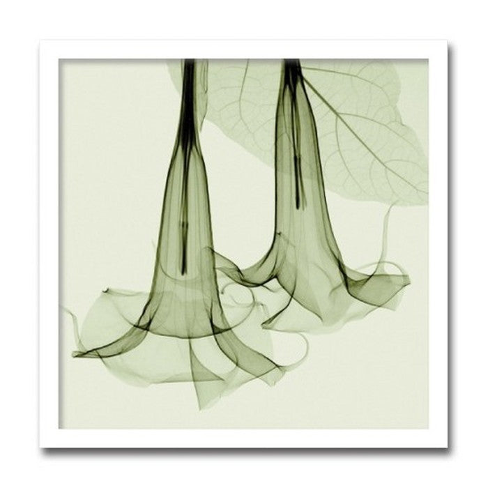 インテリアアート Steven N Meyers Datura ヒモ付 AS-11390 店舗 カフェ ラウンジ ロビー ホテル 法人 kar-3097231s1の画像