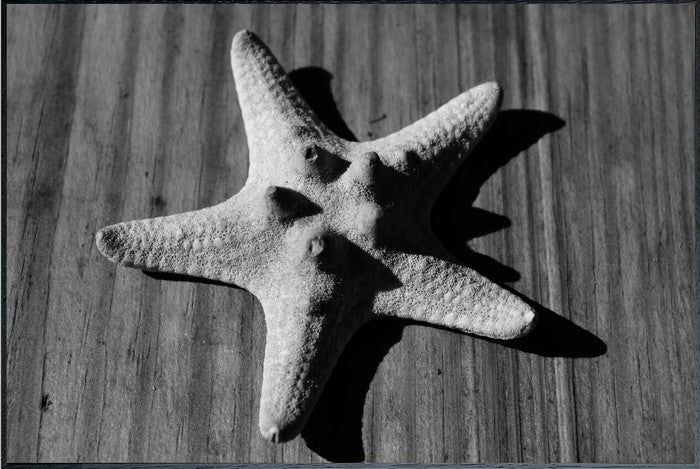 Photography Star fish 915x615x30mm IAA-53248 bic-10622193s1