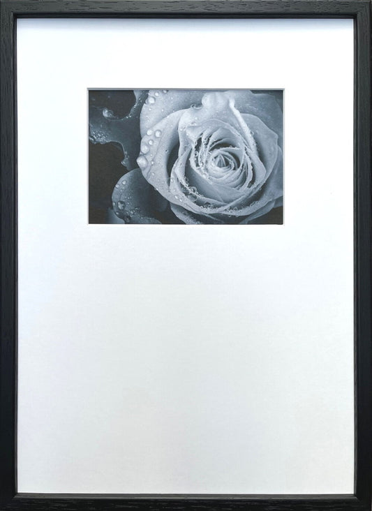 Photography art Rose バラ 275x382x20mm IPG-53255 bic-10872397s1