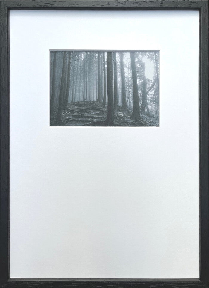 Photography art Forast 森 275x382x20mm IPG-53264  bic-10872406s1の画像