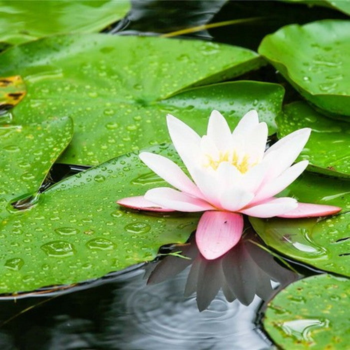 キャンバスアート Petit Canvas Art 癒し 300x300mm 300x300x25mm ZPT-61607  bic-6943259s1の画像