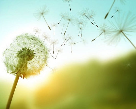 キャンバスアート Petit Canvas Art ダンデライオン 500x400mm 500x400x25mm ZPT-61622  bic-6943274s1の画像