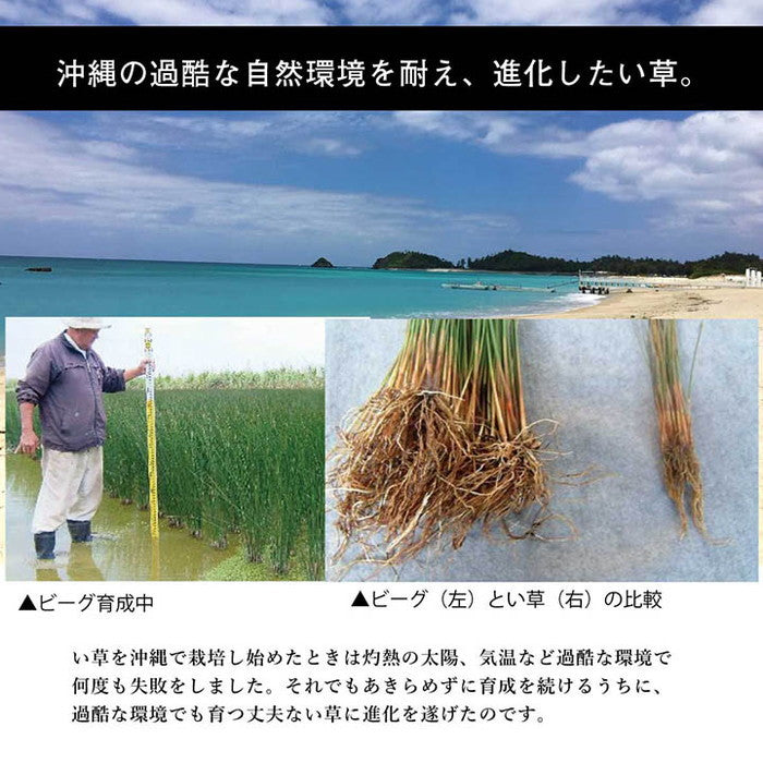 日本製 国産 純国産 沖縄ビーグ ラグ い草 約191×191cm 裏:不織布 ihk-1050750013604の画像