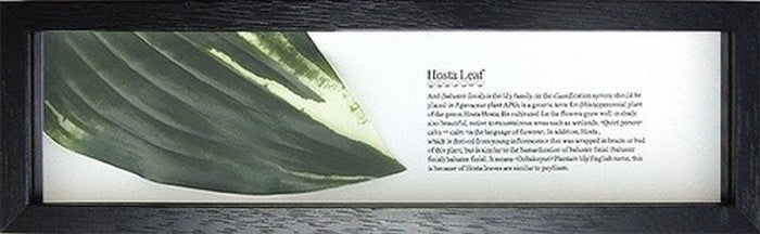 アジアン ハワイアン インテリアアート ハディアフータン ホスタリーフ2 ブラック PZ-3008 店舗 カフェ ラウンジ ロビー ホテル 法人 kar-2923020s2の画像