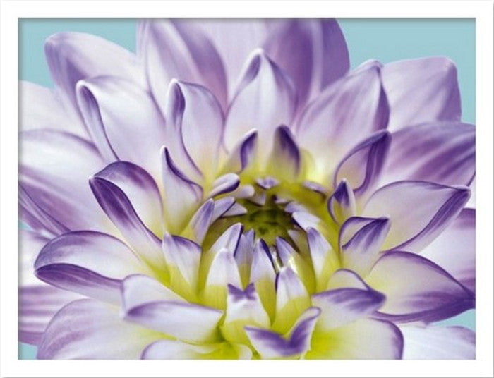 インテリアアート FOSSEY GEORGE DAHLIA IN TEAL I ヒモ付 AM-74038 店舗 カフェ ラウンジ ロビー ホテル 法人 kar-3097036s1の画像