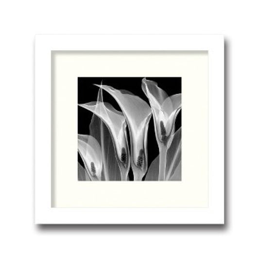 インテリアアート Steven N Meyers Four Callas #3 ヒモ付 AS-11374 店舗 カフェ ラウンジ ロビー ホテル 法人 kar-3097177s1の画像