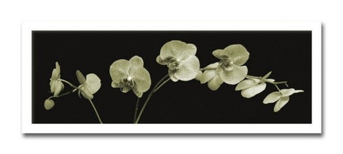 インテリアアート Jk driggs Orchid Spray ヒモ付 AS-11345 店舗 カフェ ラウンジ ロビー ホテル 法人 kar-3097239s1の画像