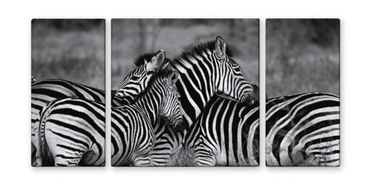 CANVAS ART キャンバスアート zebra-mono シマウマ Lサイズ W1000×H500 3枚組 US-2013 店舗 カフェ ラウンジ ロビー ホテル 法人 kar-4999363s2の画像