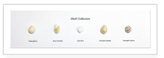 インテリア ミニアートコレクション Shell Collection ホワイト PZ-2001 kar-5093262s1