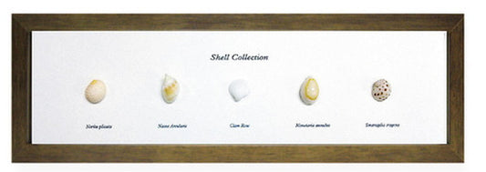 インテリア ミニアートコレクション Shell Collection ブラウン PZ-2002 kar-5093262s2