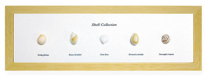 インテリア ミニアートコレクション Shell Collection ナチュラル PZ-4203 kar-5093262s3