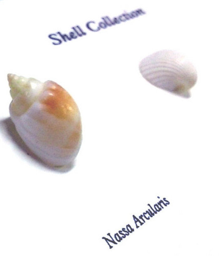 インテリア ミニアートコレクション Shell Collection ナチュラル PZ-4203 kar-5093262s3