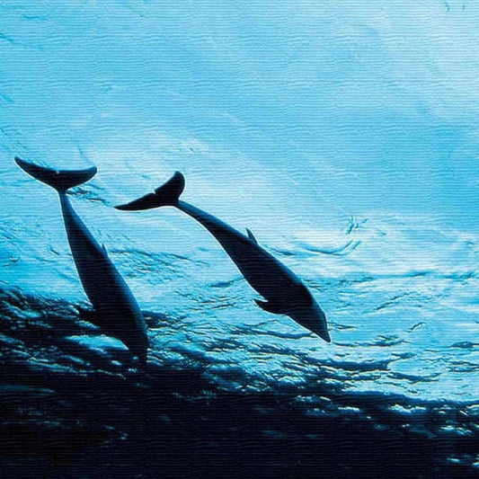 イルカ ANIMAL XLサイズ 100cm×100cm アートパネル ファブリックパネル アートボード 壁掛け 日本製 ラッピング付き 店舗 カフェ ラウンジ ロビー ホテル 法人 lib-pho-0031-xlの画像