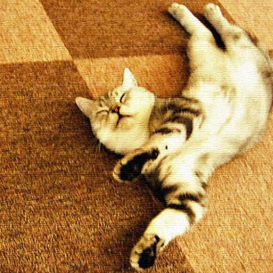 猫 ANIMAL Lサイズ 57cm×57cm アートパネル ファブリックパネル アートボード 壁掛け 日本製 ラッピング付き 店舗 カフェ ラウンジ ロビー ホテル 法人 lib-pho-0049-lの画像