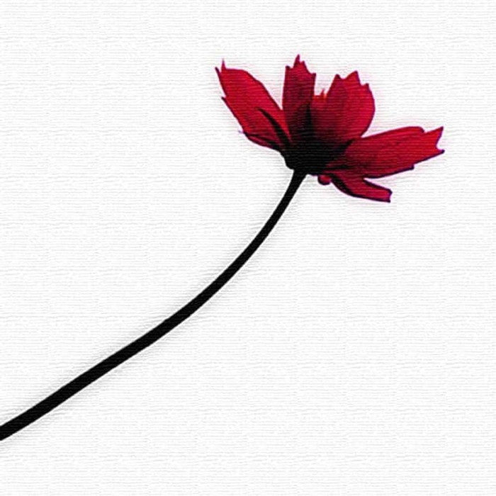 花 FLOWER XLサイズ 100cm×100cm アートパネル ファブリックパネル アートボード 壁掛け 日本製 ラッピング付き 店舗 カフェ ラウンジ ロビー ホテル 法人 lib-pho-0053-xlの画像