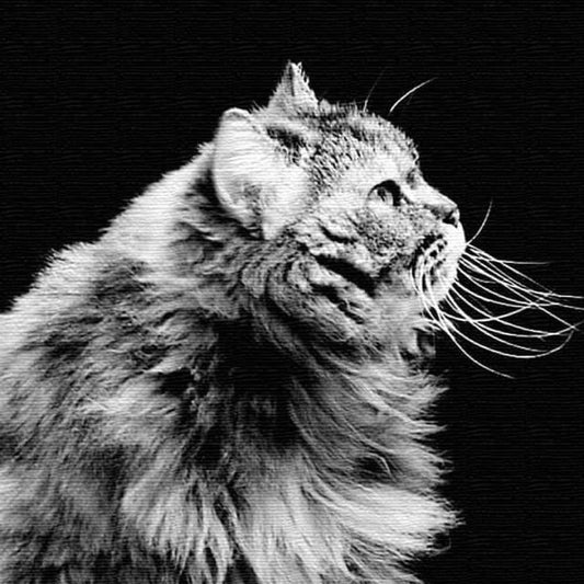 猫 ANIMAL Sサイズ 15cm×15cm アートパネル ファブリックパネル アートボード 壁掛け 日本製 ラッピング付き 店舗 カフェ ラウンジ ロビー ホテル 法人 lib-pho-0055-sの画像