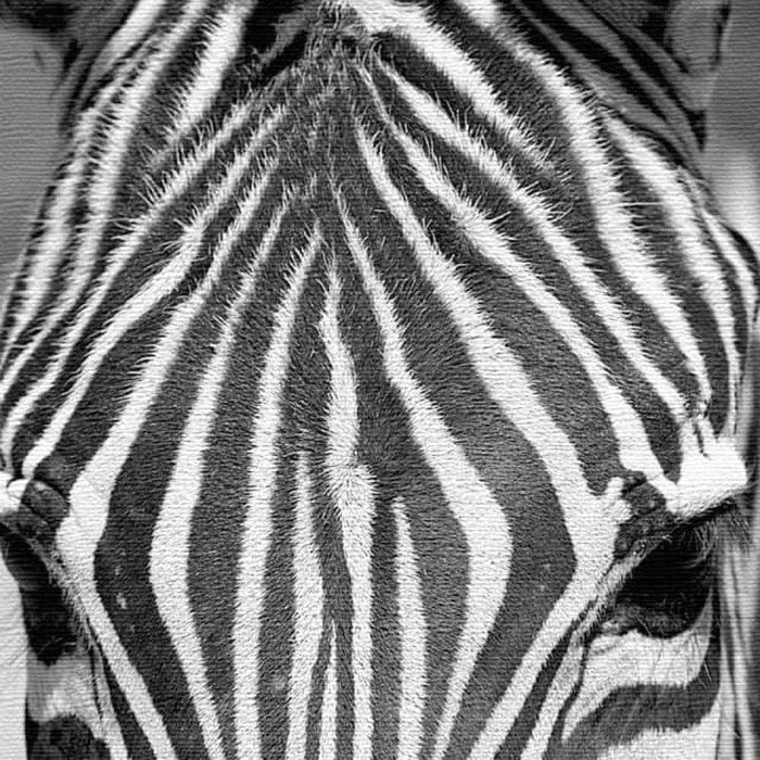 シマウマ モチーフ ANIMAL XLサイズ 100cm×100cm アートパネル ファブリックパネル アートボード 壁掛け 日本製 ラッピング付き 店舗 カフェ ラウンジ ロビー ホテル 法人 lib-pho-0060-xlの画像