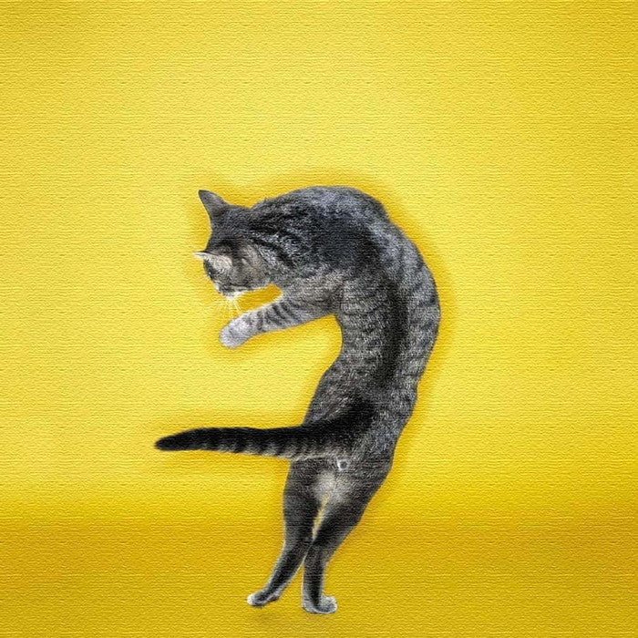 猫 Mサイズ 30cm×30cm アートパネル ファブリックパネル アートボード 壁掛け 日本製 ラッピング付き 店舗 カフェ ラウンジ ロビー ホテル 法人 lib-pho-0102-mの画像