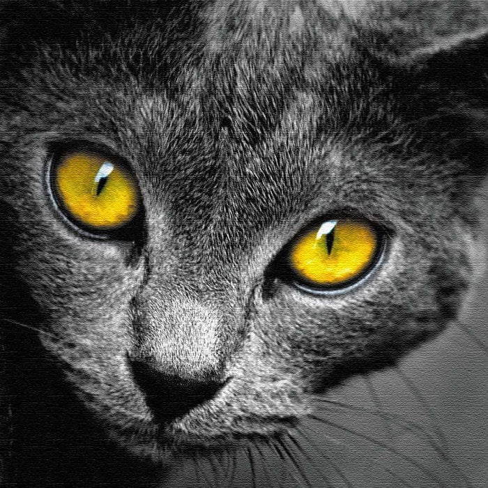 猫 Mサイズ 30cm×30cm アートパネル ファブリックパネル アートボード 壁掛け 日本製 ラッピング付き 店舗 カフェ ラウンジ ロビー ホテル 法人 lib-pho-0104-mの画像