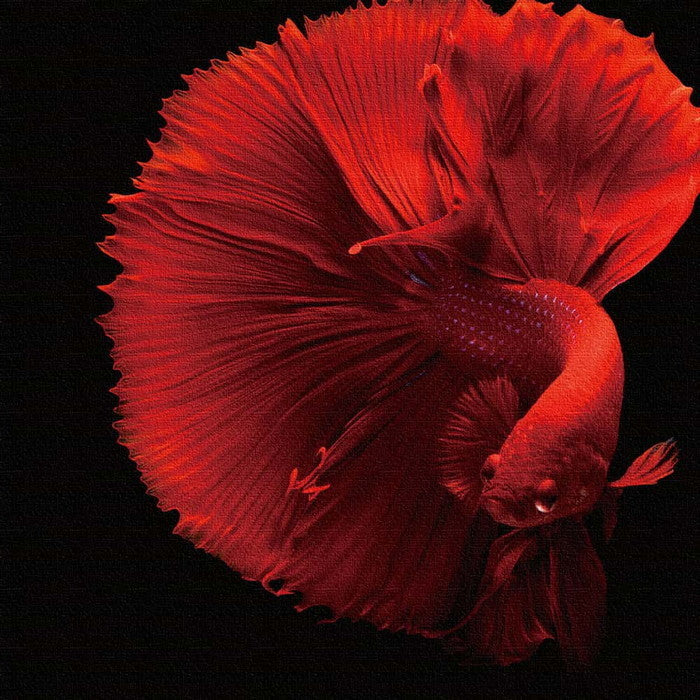 モダンアート 金魚 phot-1812-001 Sサイズ 15cm×15cm アートパネル ファブリックパネル アートボード 壁掛け 日本製 ラッピング付き 店舗 カフェ ラウンジ ロビー ホテル 法人 lib-phot-1812-001-sの画像