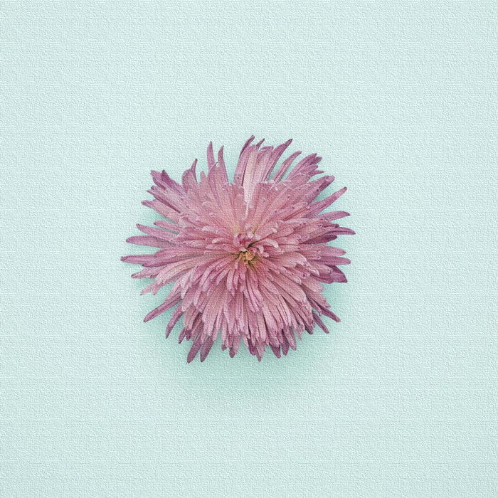 花 poht-1805-02 Lサイズ 57cm×57cm アートパネル ファブリックパネル アートボード 壁掛け 日本製 ラッピング付き 店舗 カフェ ラウンジ ロビー ホテル 法人 lib-poht-1805-02-lの画像