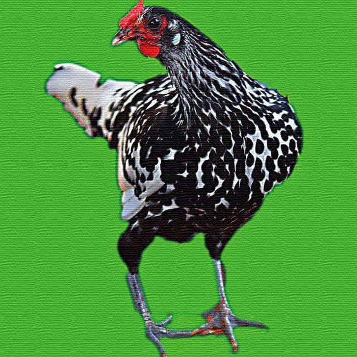 ニワトリ モチーフ ANIMAL XLサイズ 100cm×100cm アートパネル ファブリックパネル アートボード 壁掛け 日本製 ラッピング付き 店舗 カフェ ラウンジ ロビー ホテル 法人 lib-pop-0014-xlの画像