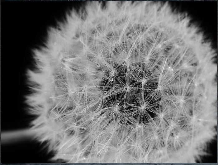 フォトグラフィ タンポポ Photography Dandelions 815x615x30 snw-iaa-53190の画像