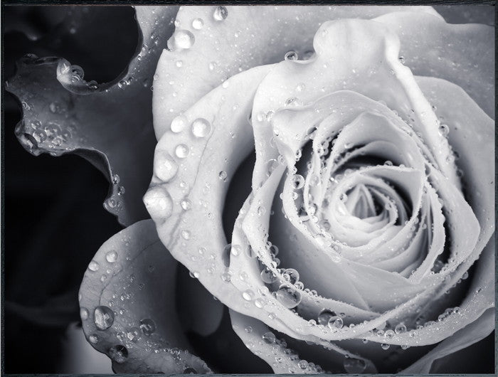 フォトグラフィ ローズ Photography Rose 815x615x30 snw-iaa-53191の画像