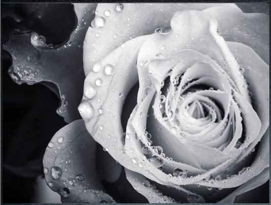 フォトグラフィ ローズ Photography Rose 815x615x30 snw-iaa-53191の画像