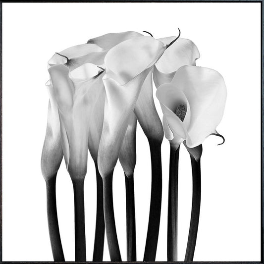 フォトグラフィ カラー Photography Calla 715x715x30 snw-iaa-53207の画像