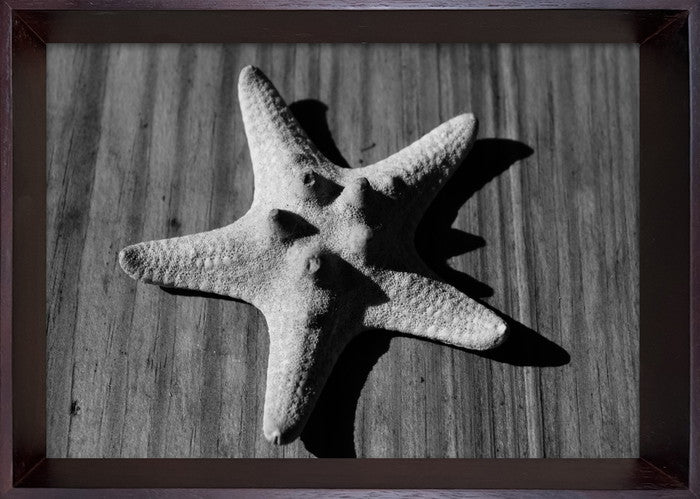 フォトグラフィ アート スターフィッシュ Photography art Star fish 230x320x35 snw-ibc-53404の画像
