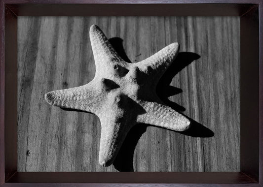 フォトグラフィ アート スターフィッシュ Photography art Star fish 230x320x35 snw-ibc-53404の画像
