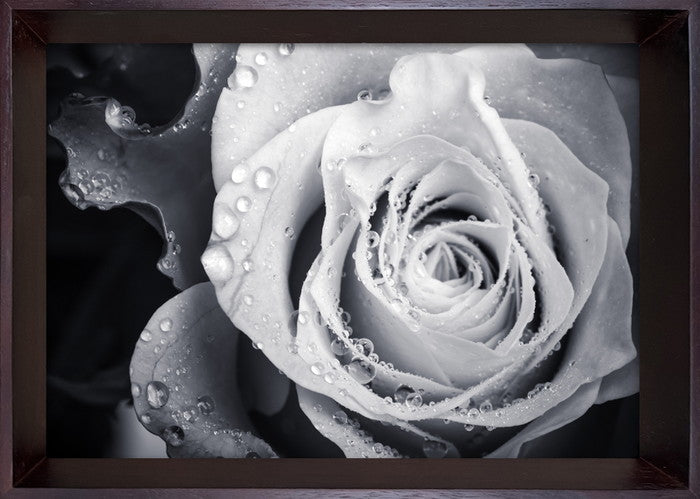 フォトグラフィ アート ローズ Photography art Rose 230x320x35 snw-ibc-53406の画像