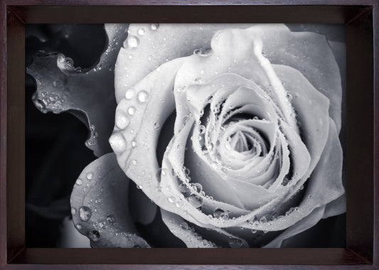 フォトグラフィ アート ローズ Photography art Rose 230x320x35 snw-ibc-53406の画像